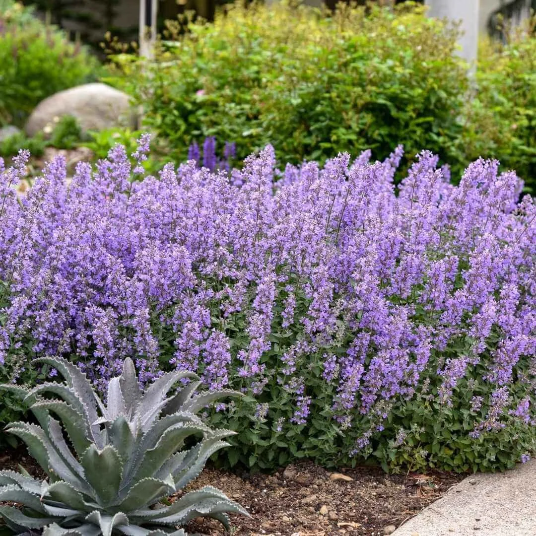 Cat's Meow catmint (Nepeta faassenii) with purple blue flowers growing in a garden border next to a sidewalk with other perennials