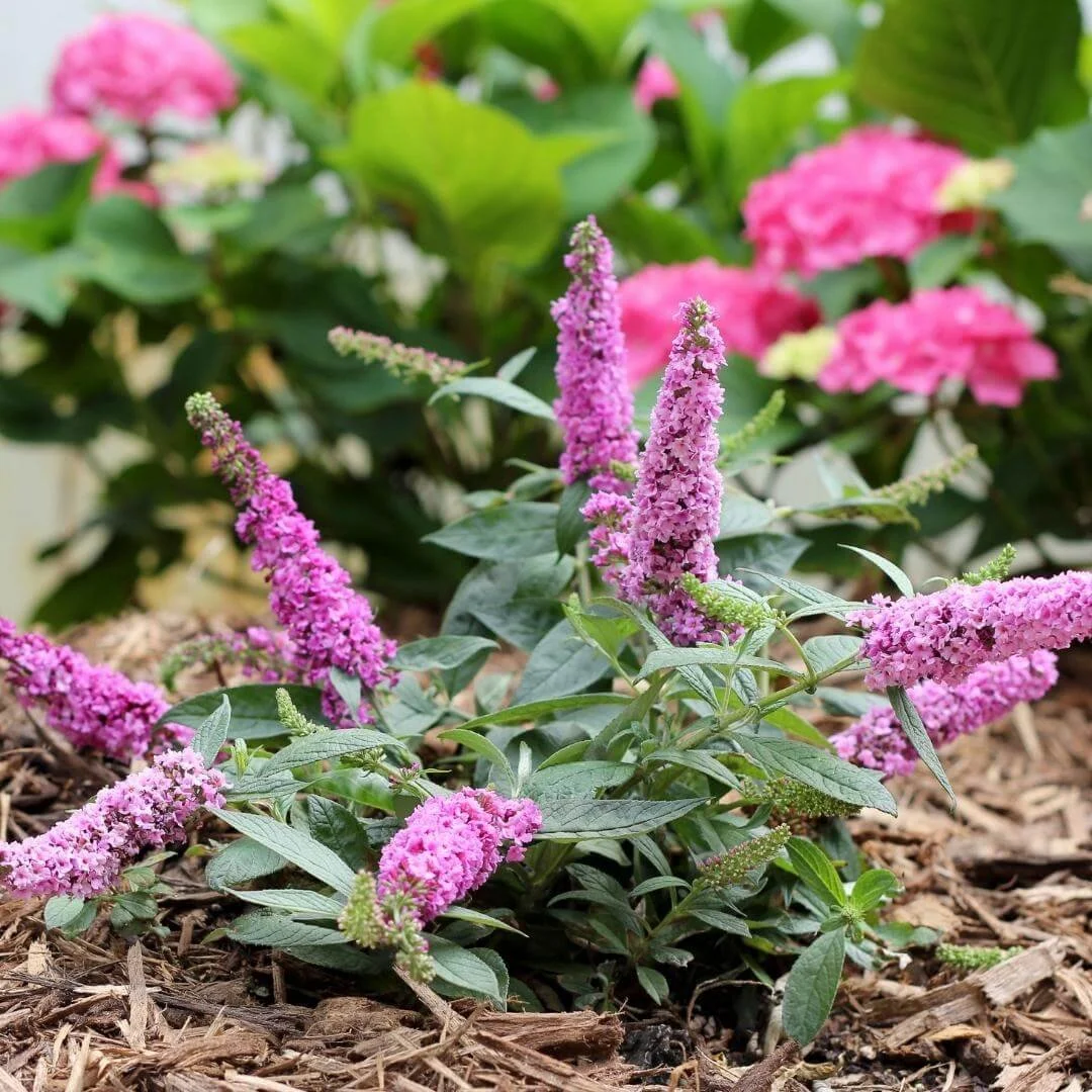 Lo and Behold Pink Microchip butterfly bush in a mulched garden bed planted near a pink flowering hydrangea