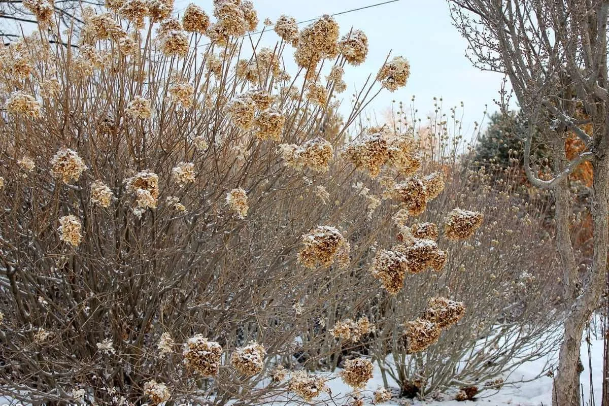Limelight panicle hydrangea in a winter landscape with dried flower heads and bare branches surrounded by snow and evergreen trees