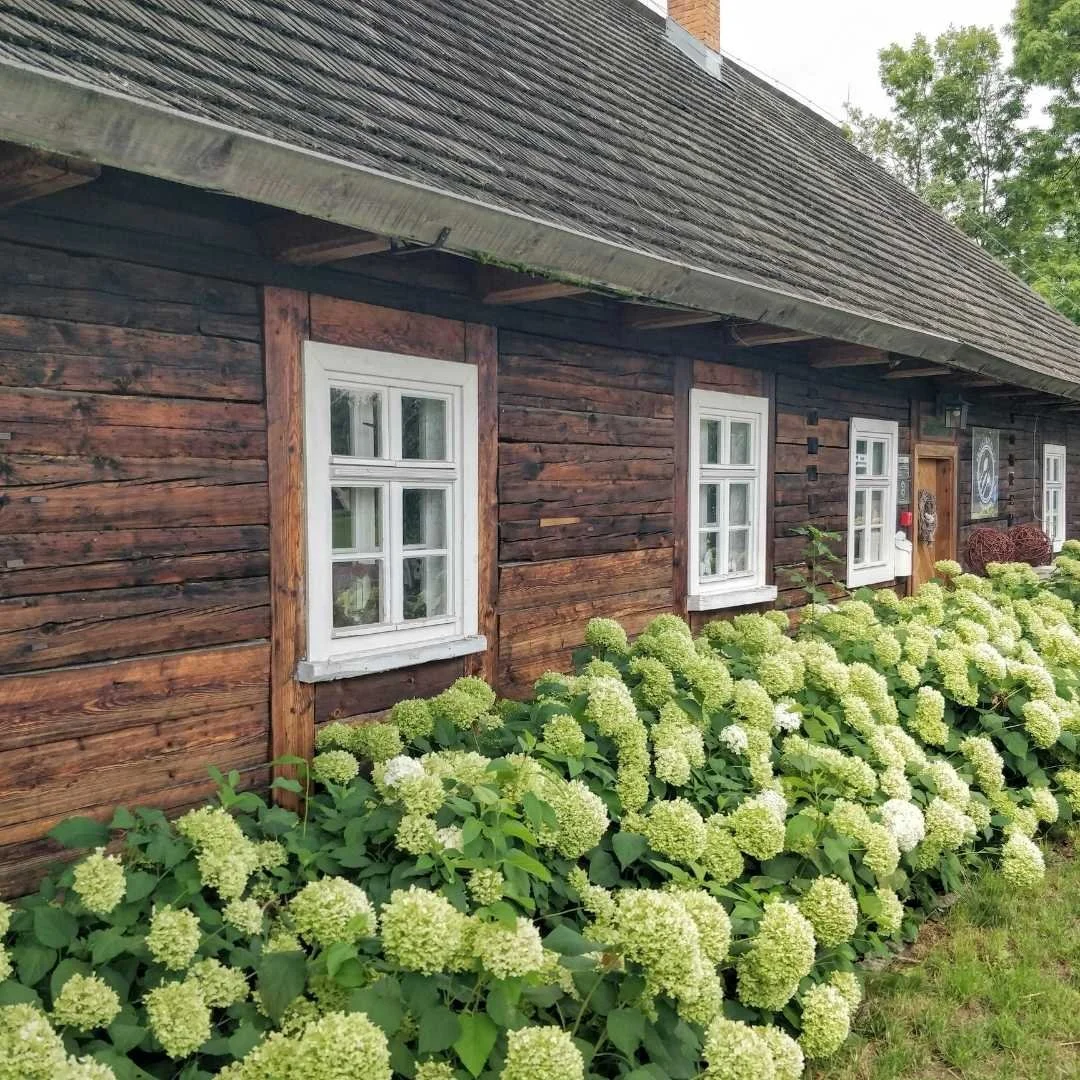 A mass planting of smooth hydrangeas along house foundation