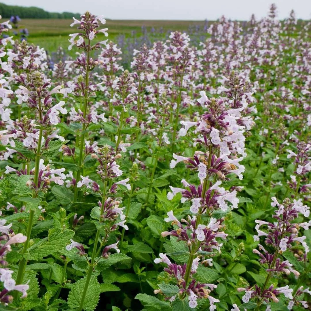 Whispurr Pink catmint (Nepeta faassenii) with soft pink flowers and green foliage in a mass planting