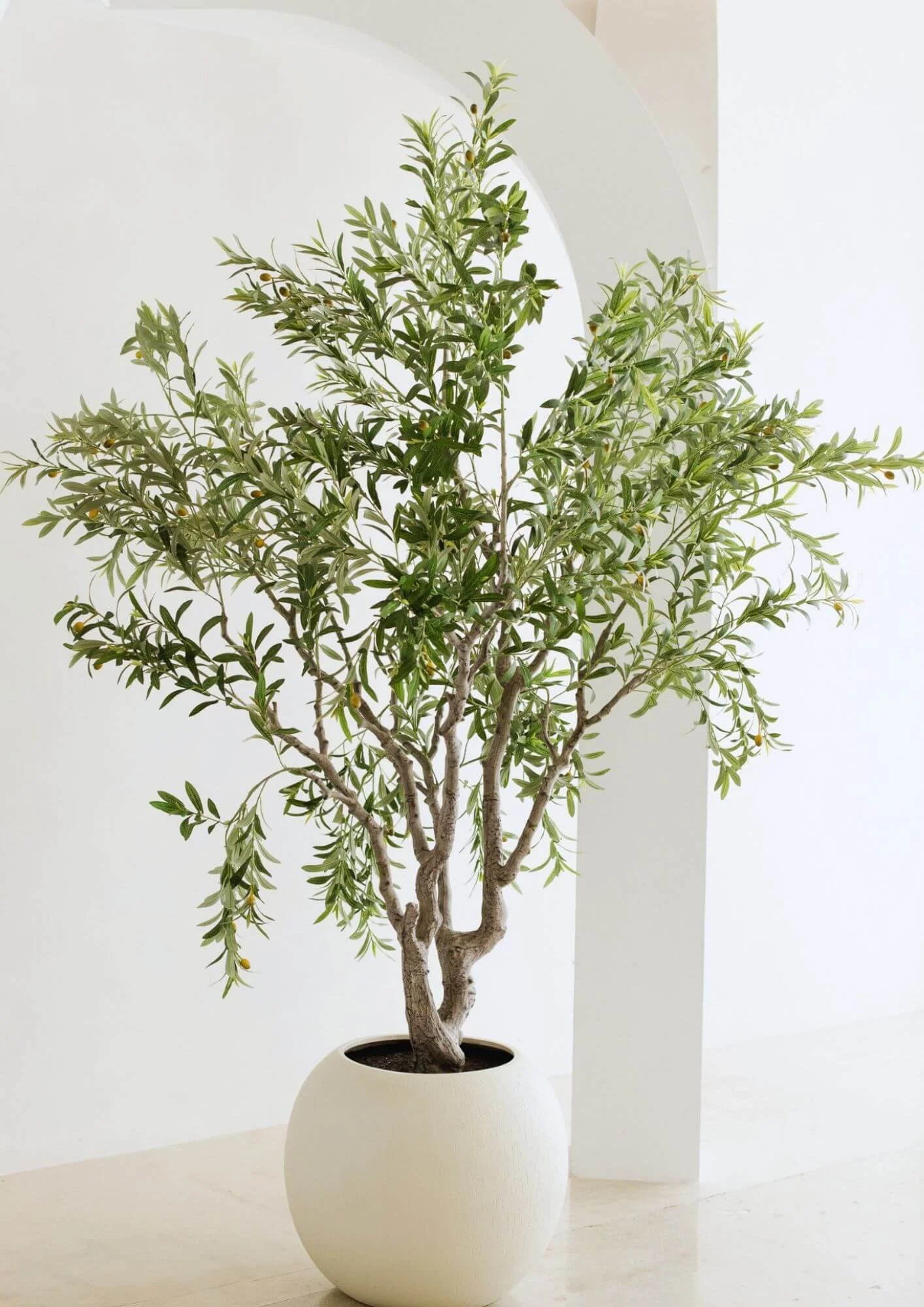 Tall indoor olive tree in a round white planter
