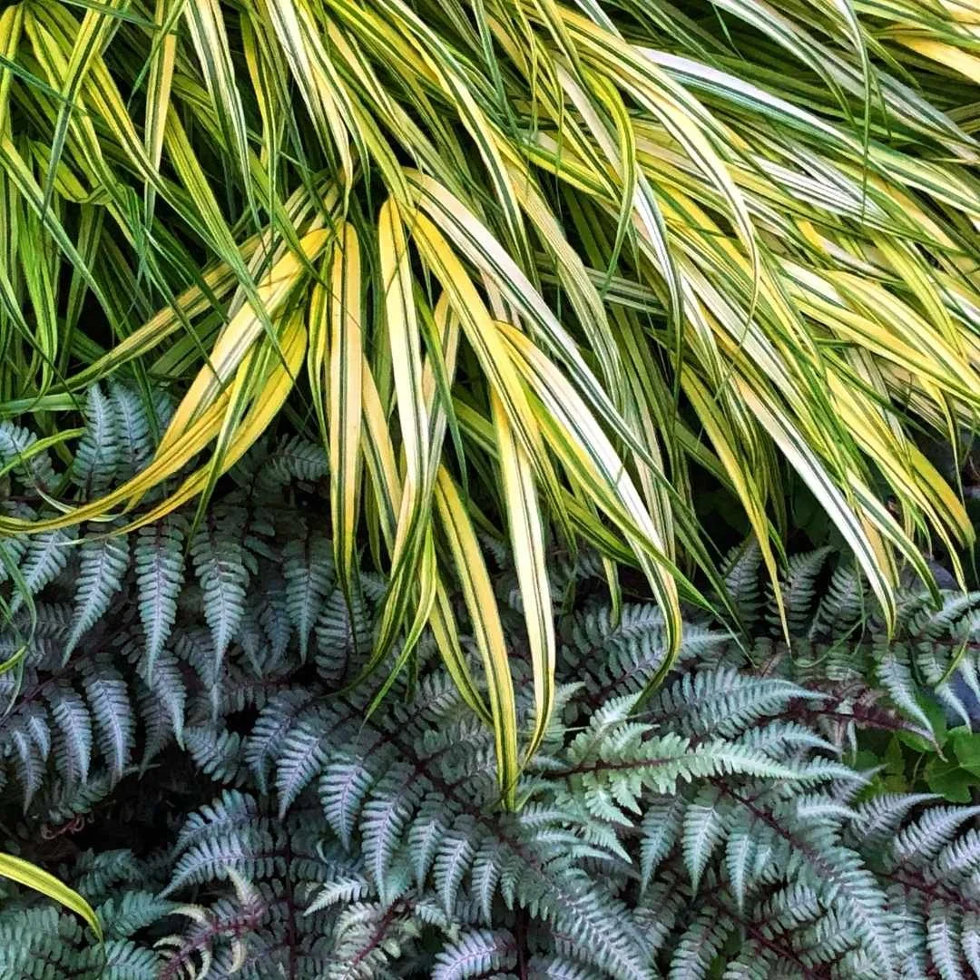Hakone grass and Japanese painted fern growing together as companion plants, a classic deer resistant shade planting combination
