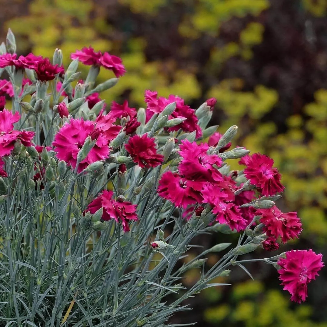closeup dianthus garden perennial plant with pink flowers silver foliage
