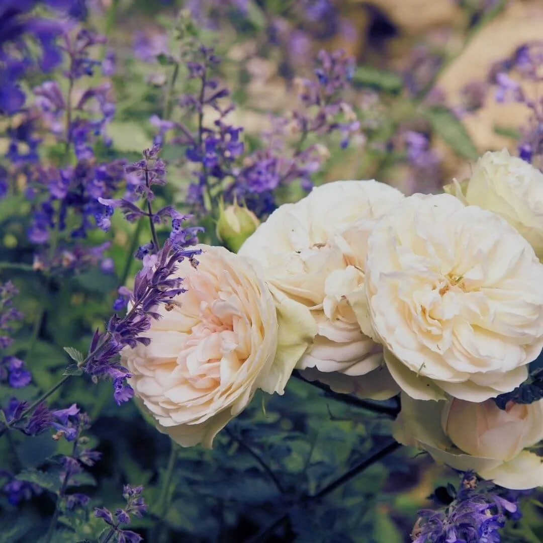closeup of purple catmint flowers with peach colored roses planted together in garden