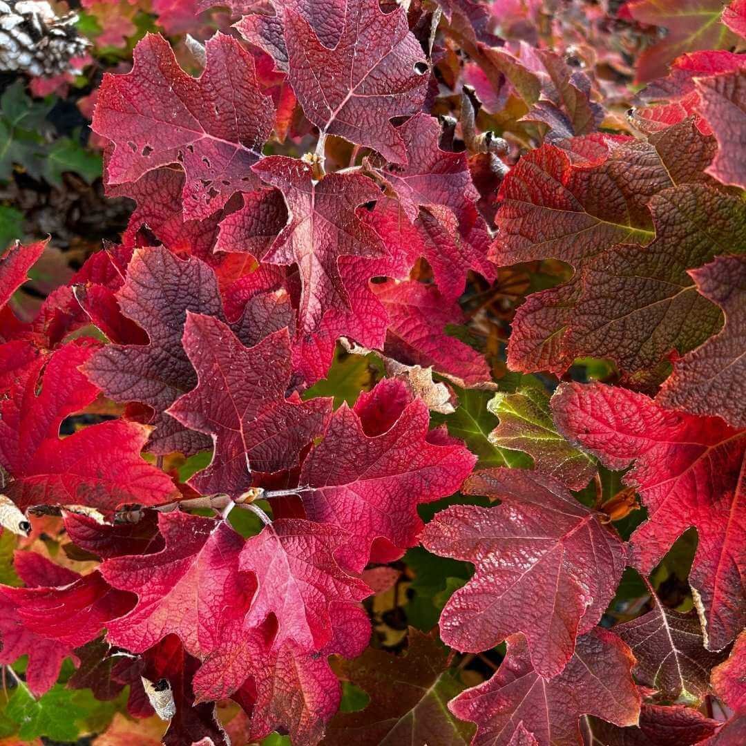 Closeup of Ruby Slippers oakleaf hydrangea leaves in red and burgundy fall color
