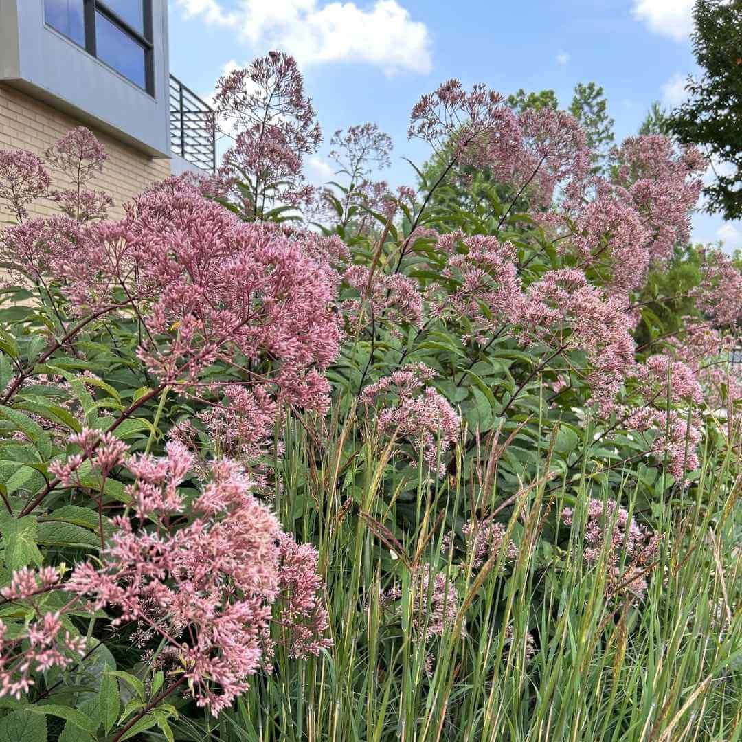 joe pye weed perennial plant and big bluestem perennial grass growing in garden in front of bulding with tan bricks, grey concrete and black railing