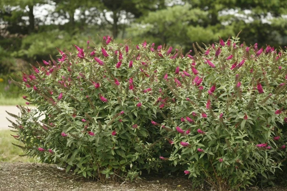 Two Miss Molly butterfly bush shrubs planted together in a garden bed bordered by a lawn and sidewalk with evergreen trees in the background
