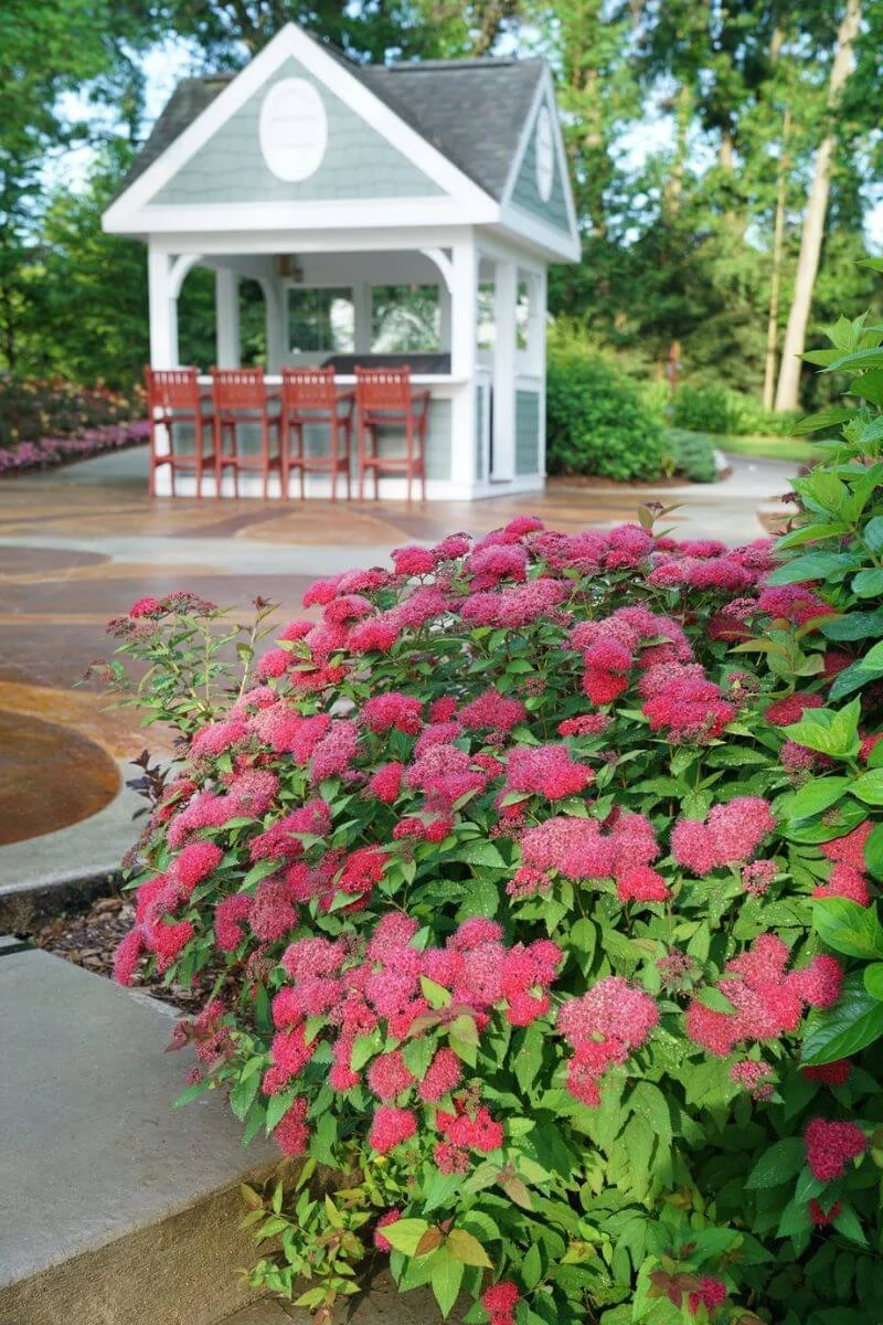 non invasive japanese spirea double play doozie planted near concrete steps, patio, gazebo with bar and chairs, hardscaping, trees, shrubs in outdoor landscaping