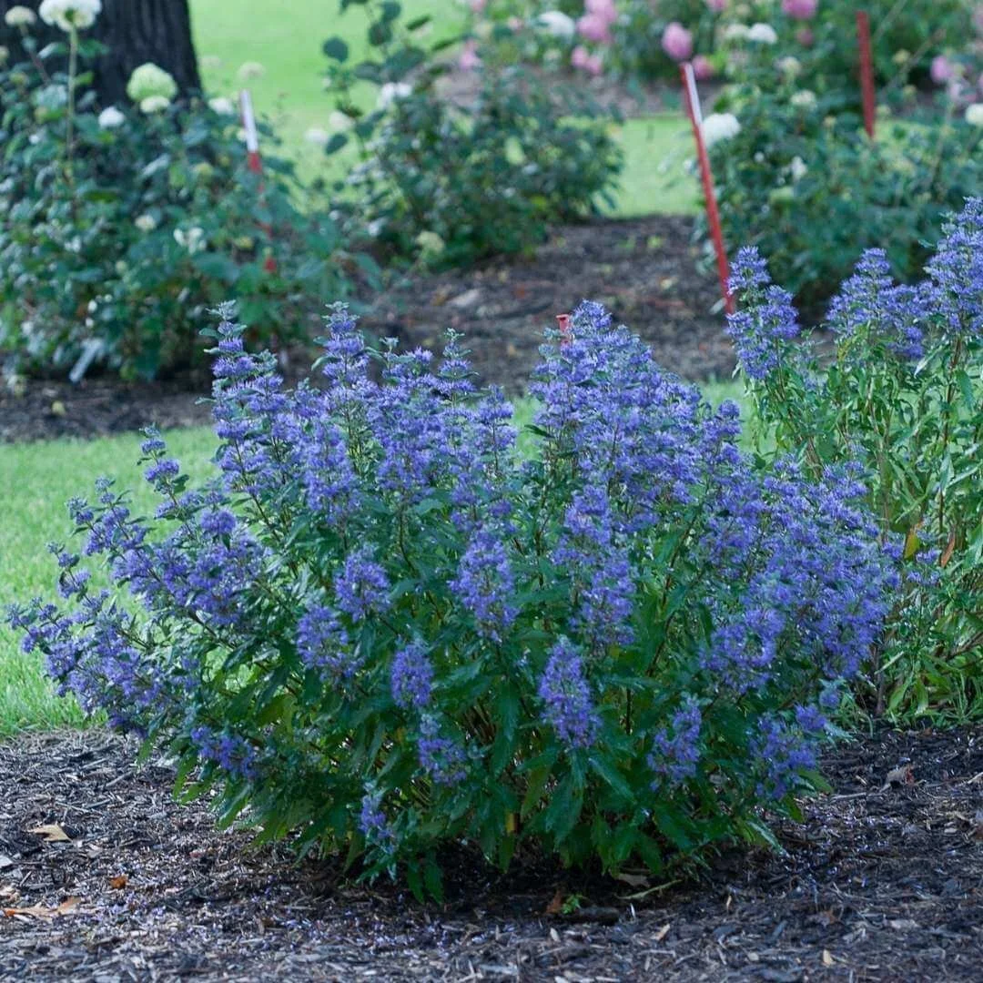 Caryopteris Beyond Midnight growing in a mulched garden bed near lawn and flowering shrubs, a deer resistant shrub with late season color