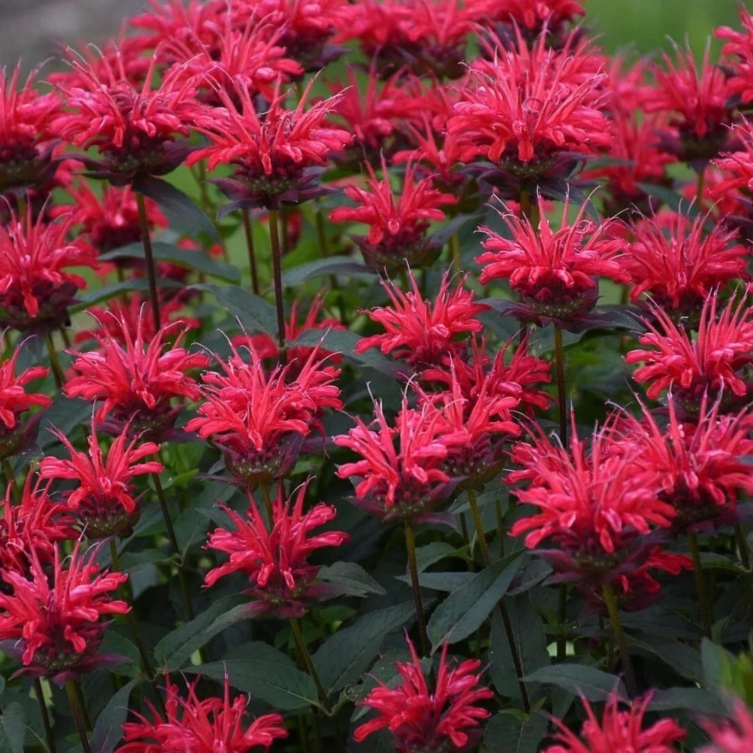 bee balm red velvet perennial plant closeup of flowers and dark leaves