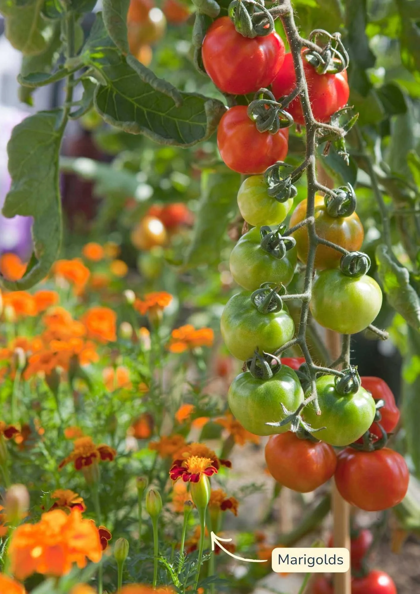 closeup of tomato plants growing next to marigolds in a garden bed