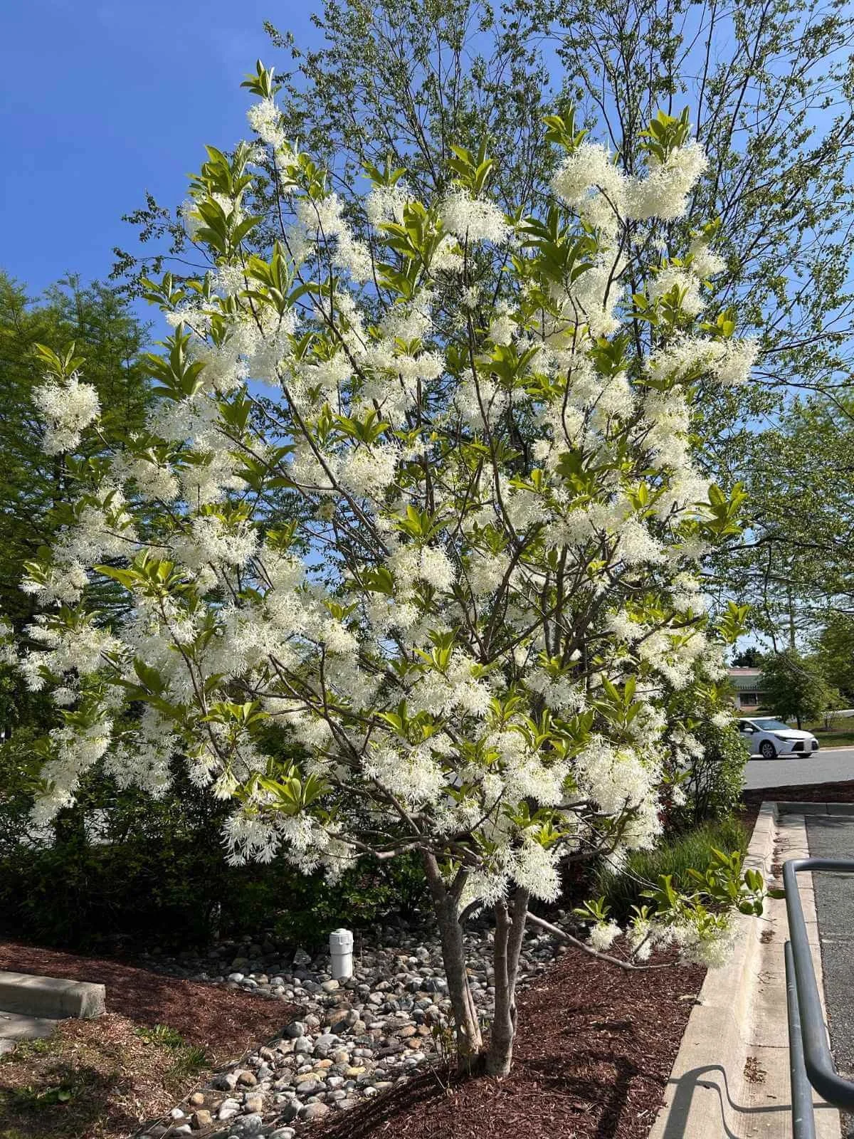 white fringe tree planted in water retention area near drainage stones and curb