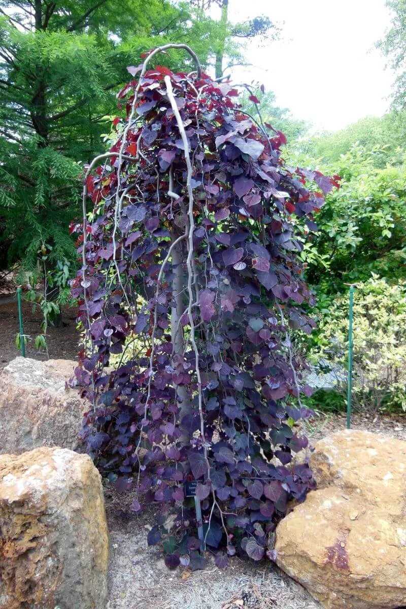 Ruby Falls weeping redbud tree with cascading branches and burgundy heart-shaped leaves planted next to landscaping boulders