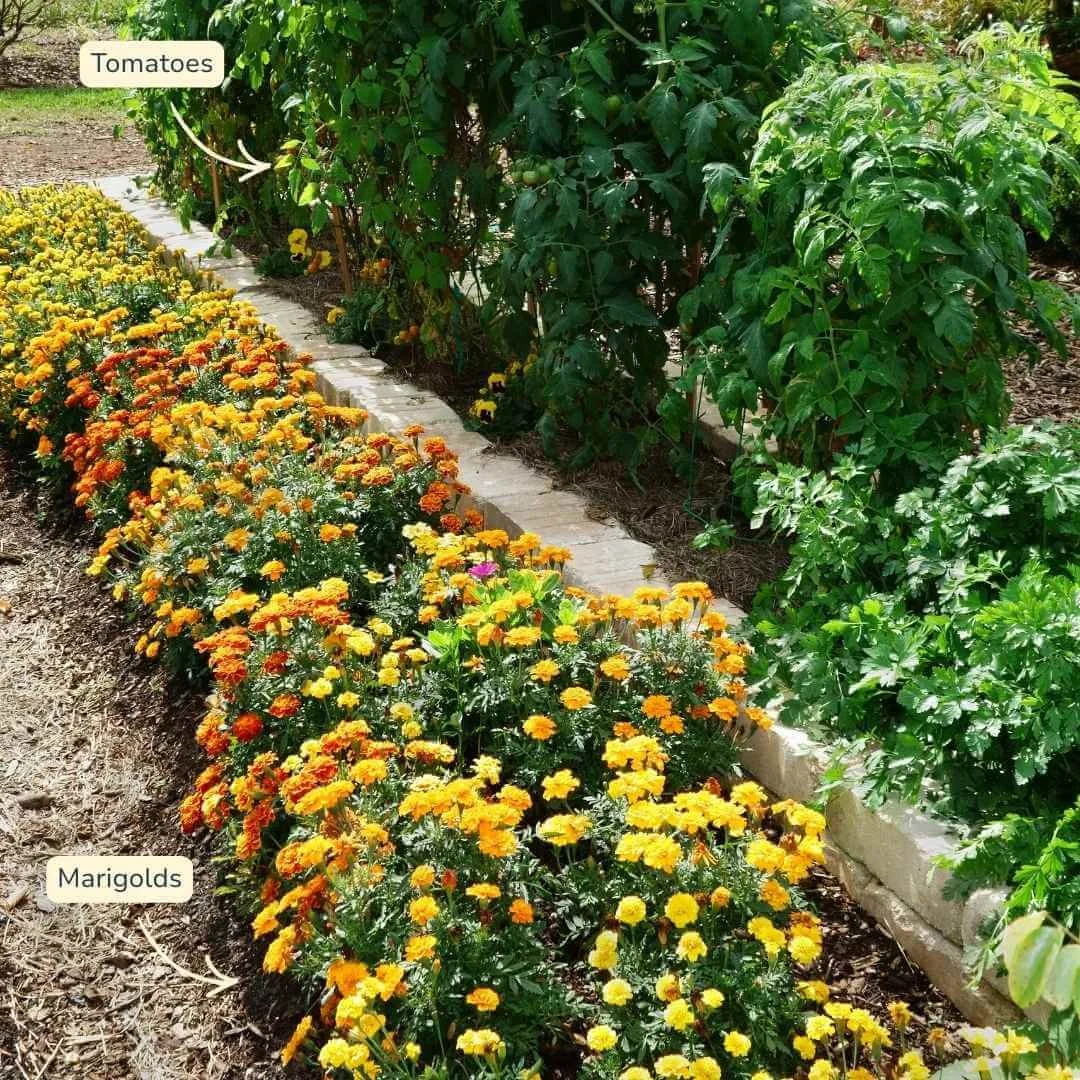 marigold and tomato companion plants growing next to each other in garden