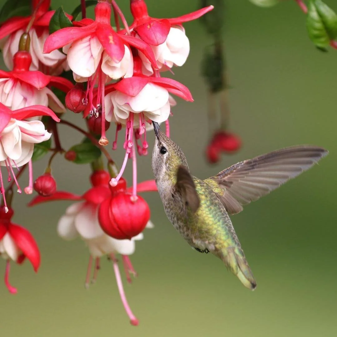 Closeup of hummingbird feeding from dangling flowers of fuchsia plant in hummingbird garden.