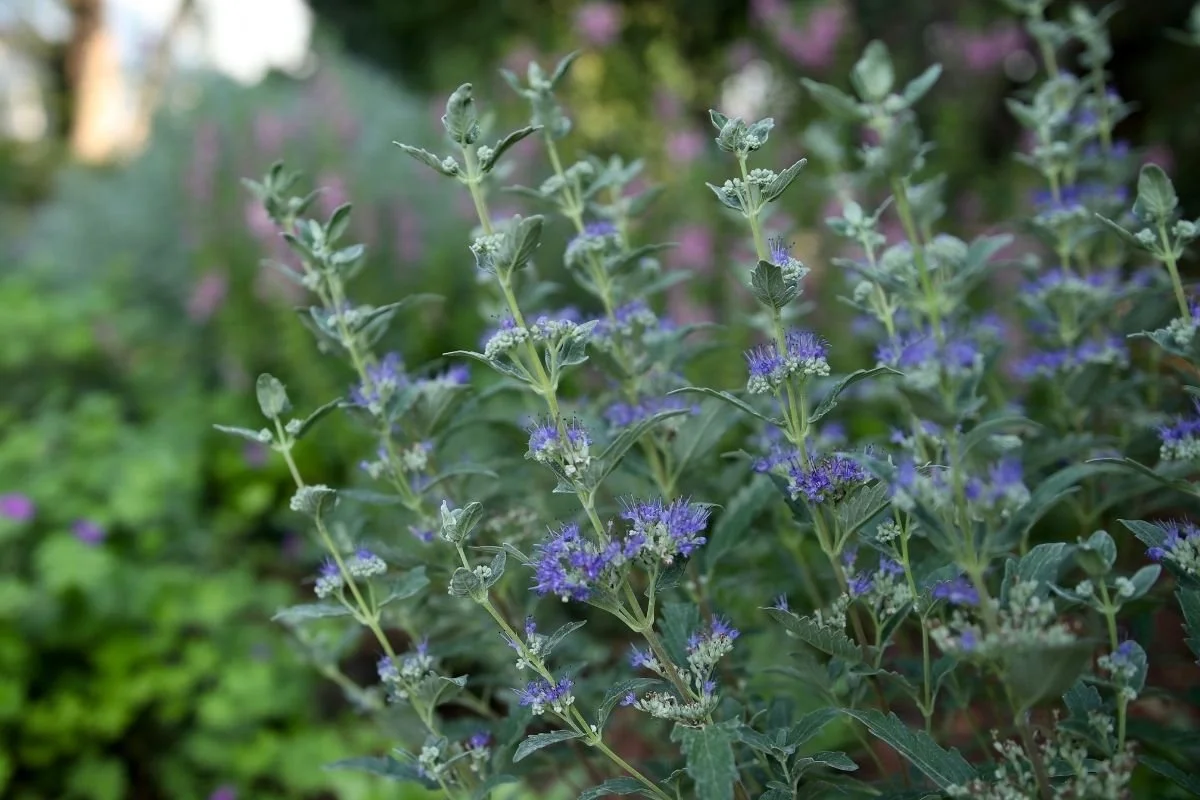 caryopteris bluebeard butterfly bush alternative with blue flower spikes growing in outdoor garden landscaping