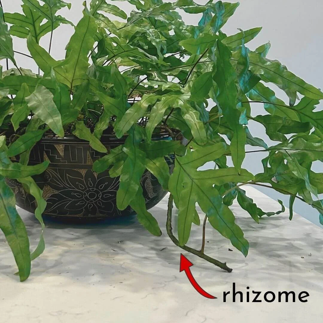 Fuzzy rhizome growing from my kangaroo paw fern