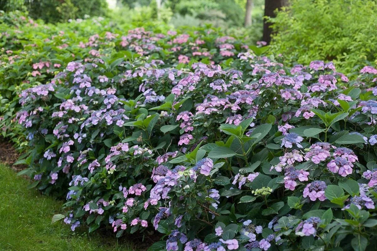Tuff Stuff mountain hydrangea planted in a woodland garden setting at the edge of a lawn