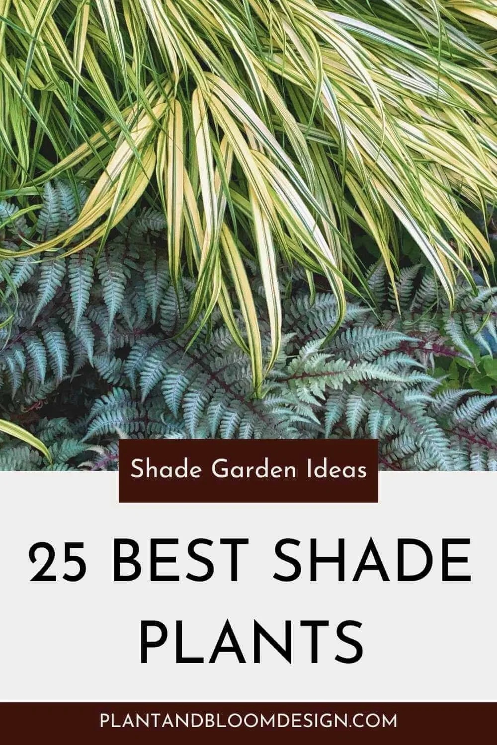 shade plants japanese painted fern Hakone grass closeup with text overlay shade garden ideas 25 best shade plants plantandbloomdesign.com