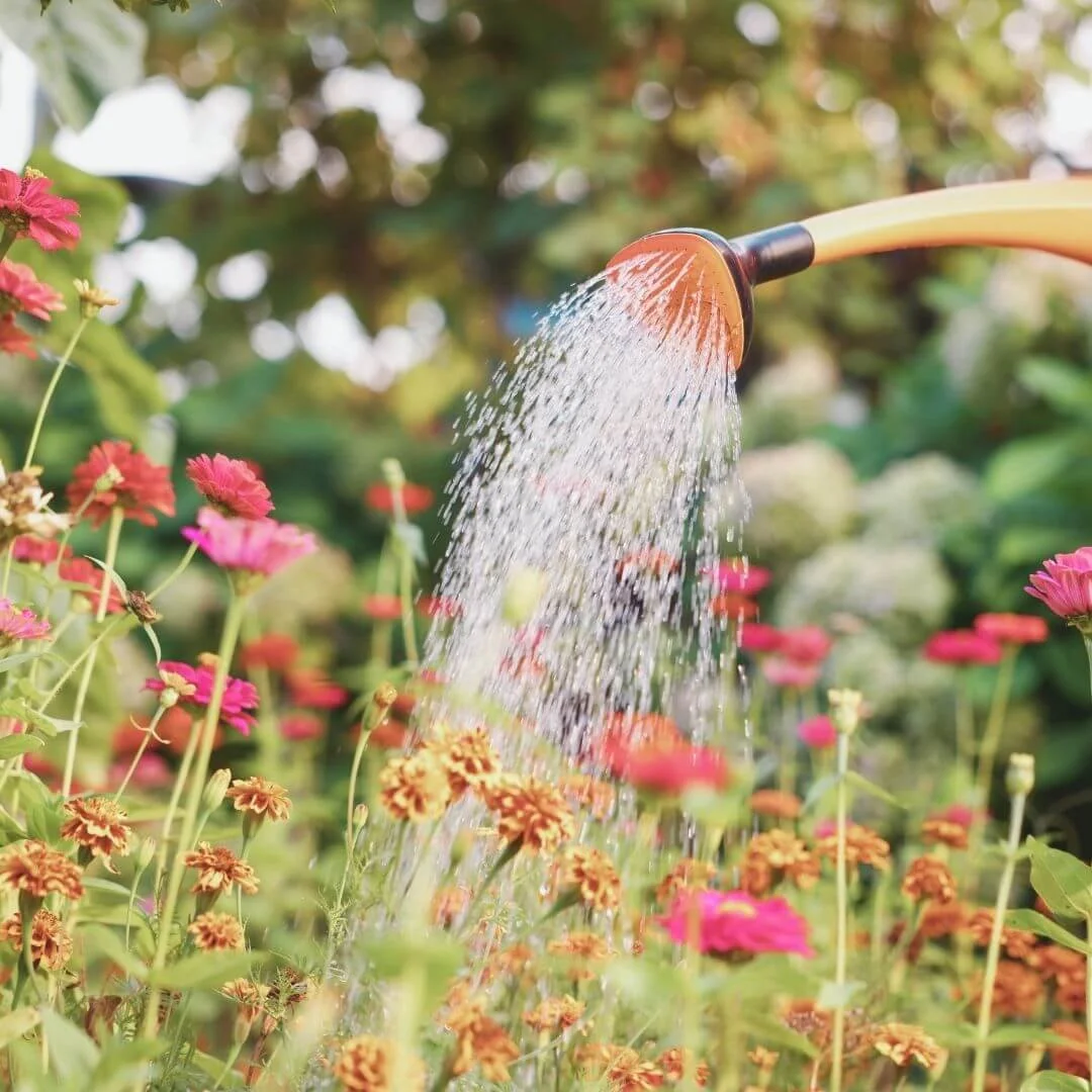 Orange watering can spout watering colorful zinnias and marigolds in a summer garden