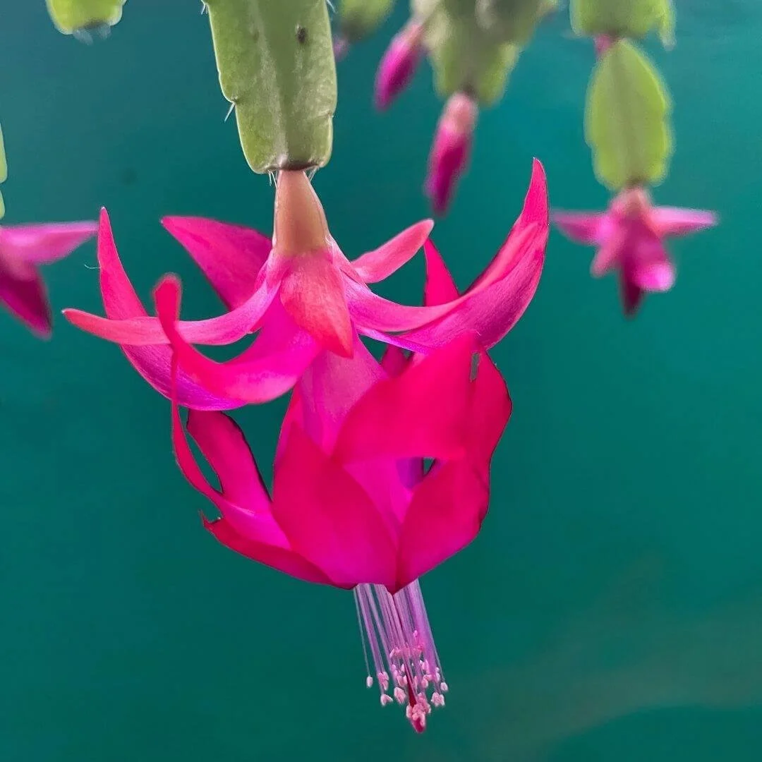 Christmas Cactus Care: Simple Steps for Success