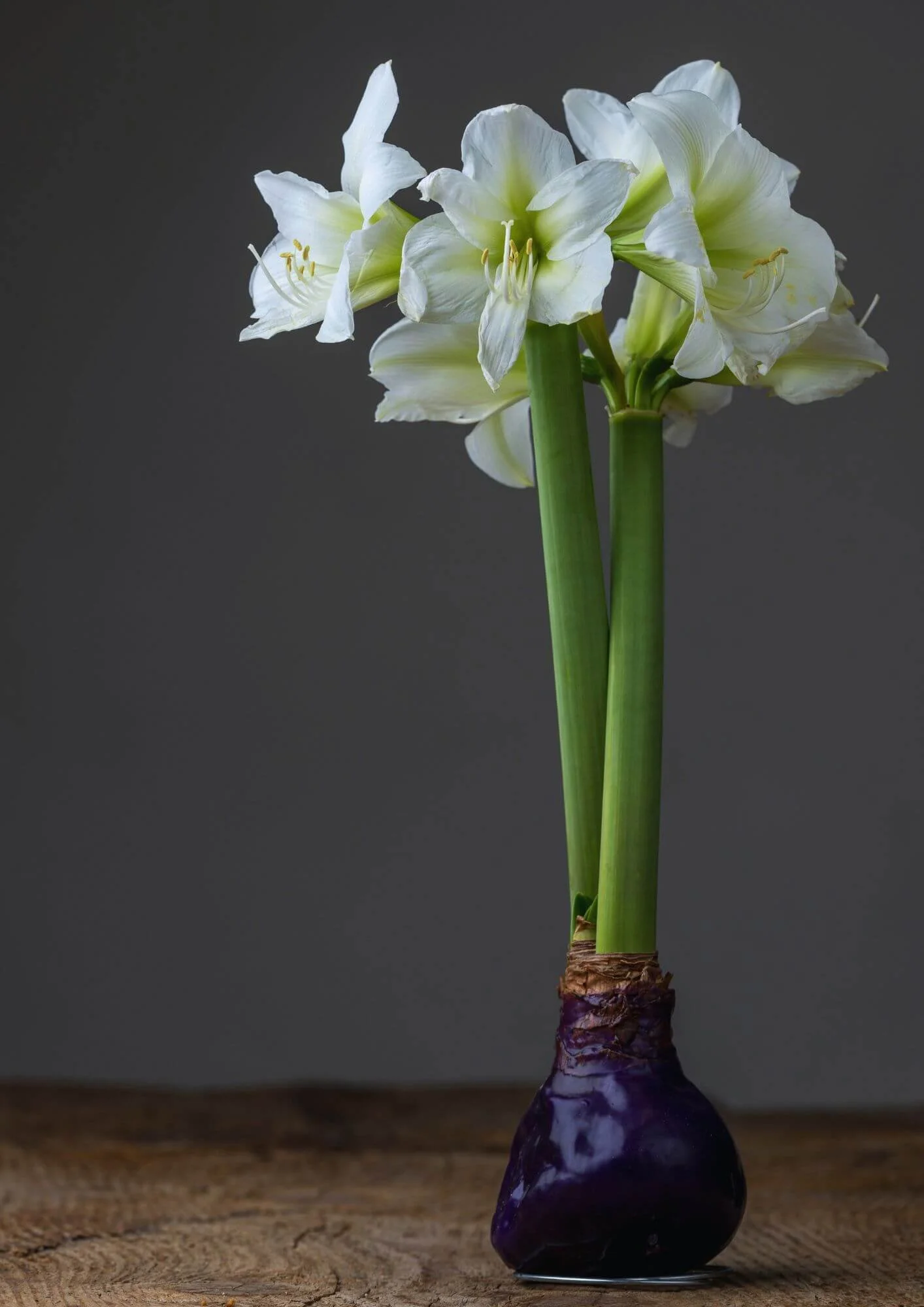 White amaryllis flowers growing from a bulb coated in black wax