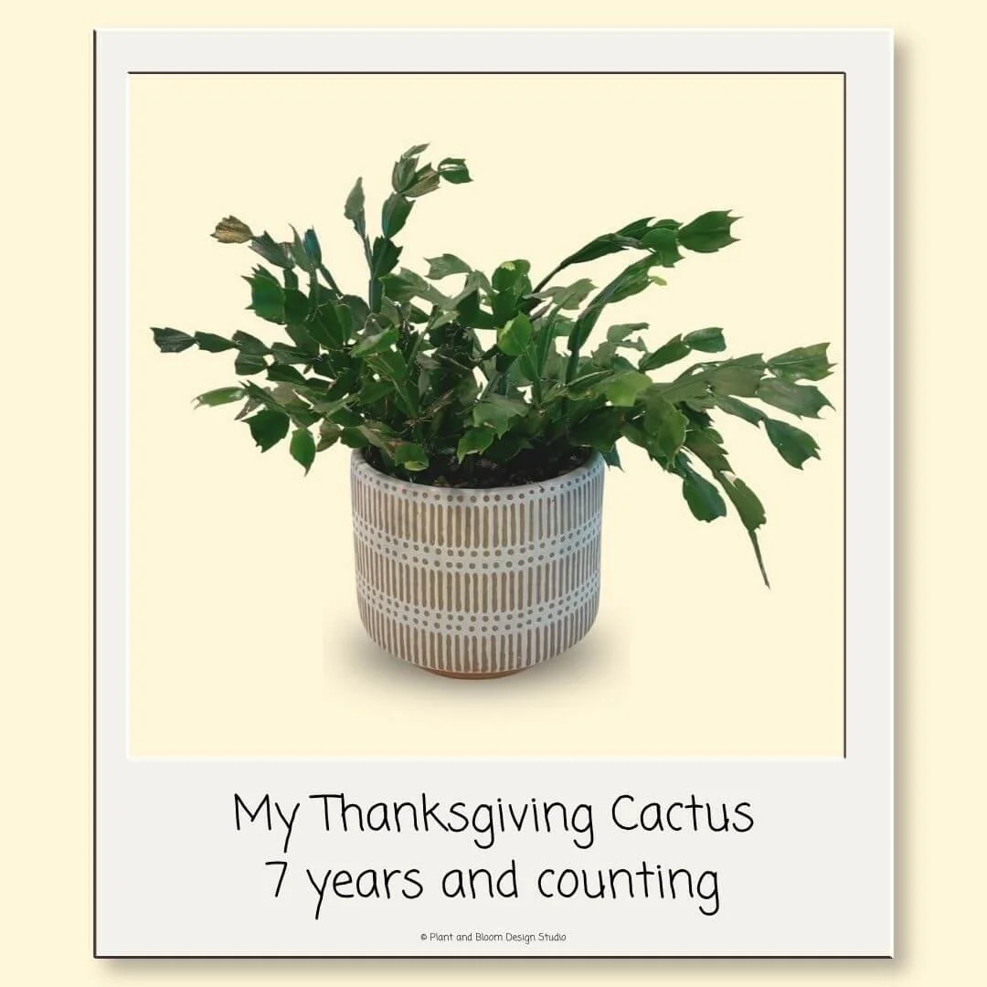My seven-year-old Thanksgiving cactus growing in a white patterned pot