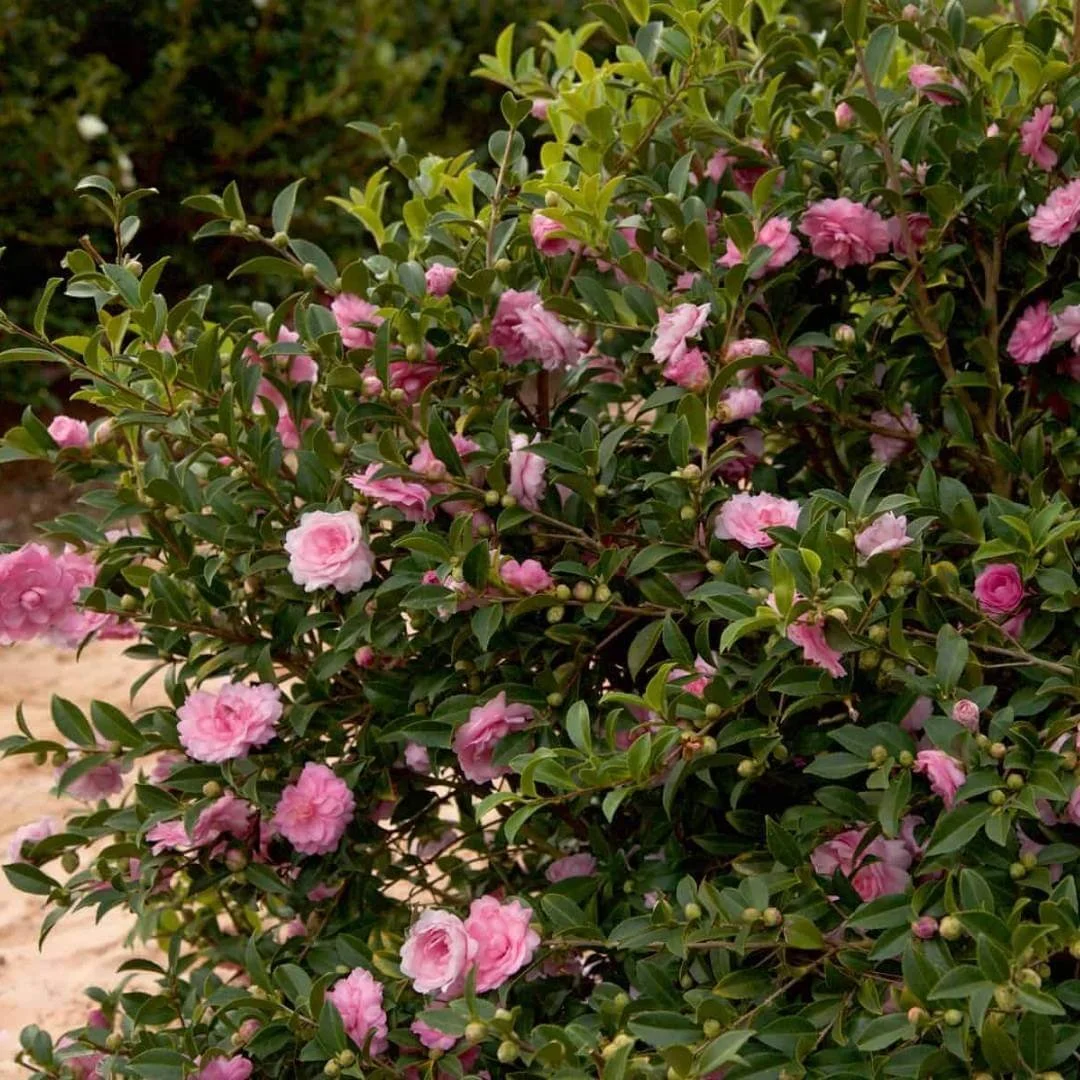 camellia shade plant with pink flowers