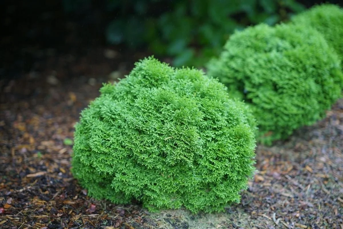 Closeup of Tater Tot arborvitae in a mulched garden bed showing its compact rounded form