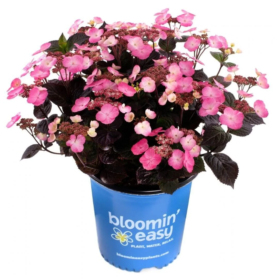 Pink Dynamo mountain hydrangea with vivid pink lacecap flowers growing in a blue Bloomables branded nursery pot