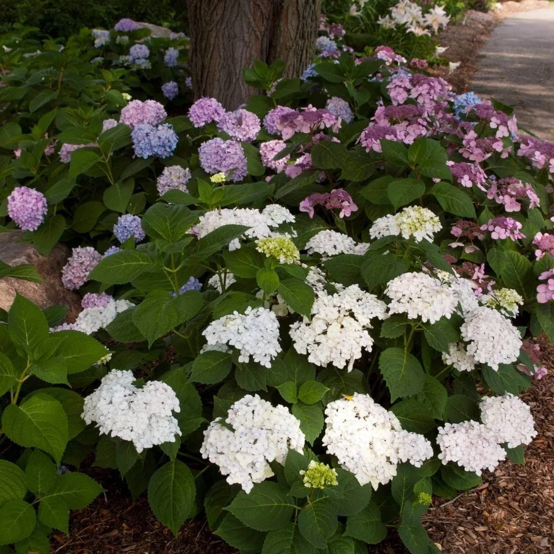 blushing bride white hydrangeas planted next to pink and blue hydrangeas in garden bed under tree
