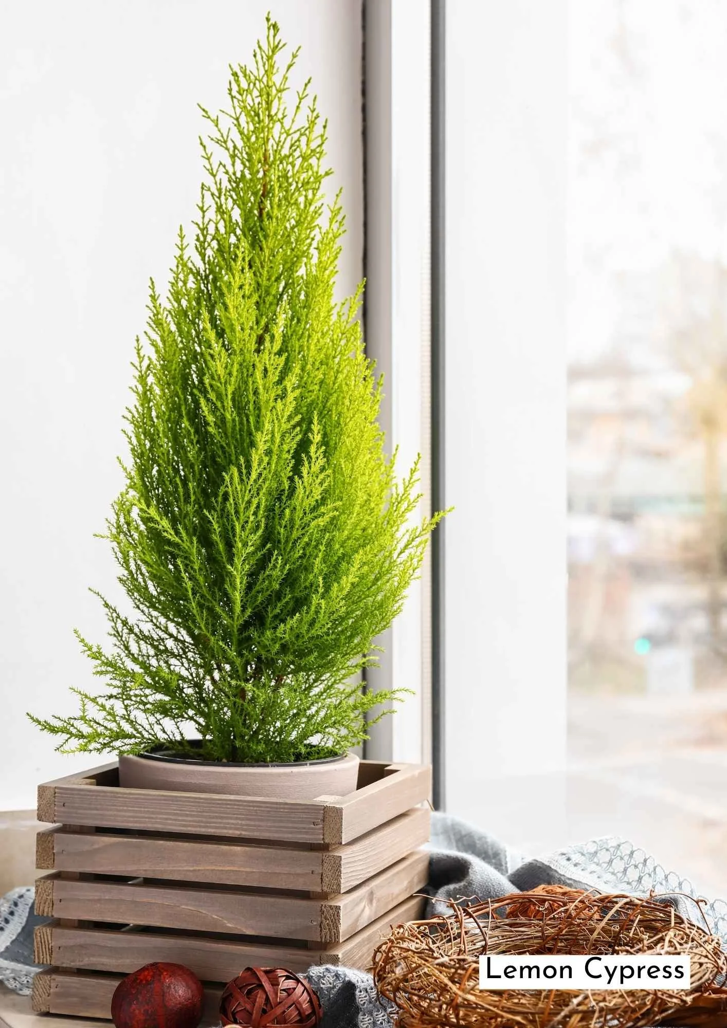 holiday lemon cypress plant in pot nestled into decorative crate on windowsill with blanket, angel vine wreath and chirstmas balls next to window in bright light