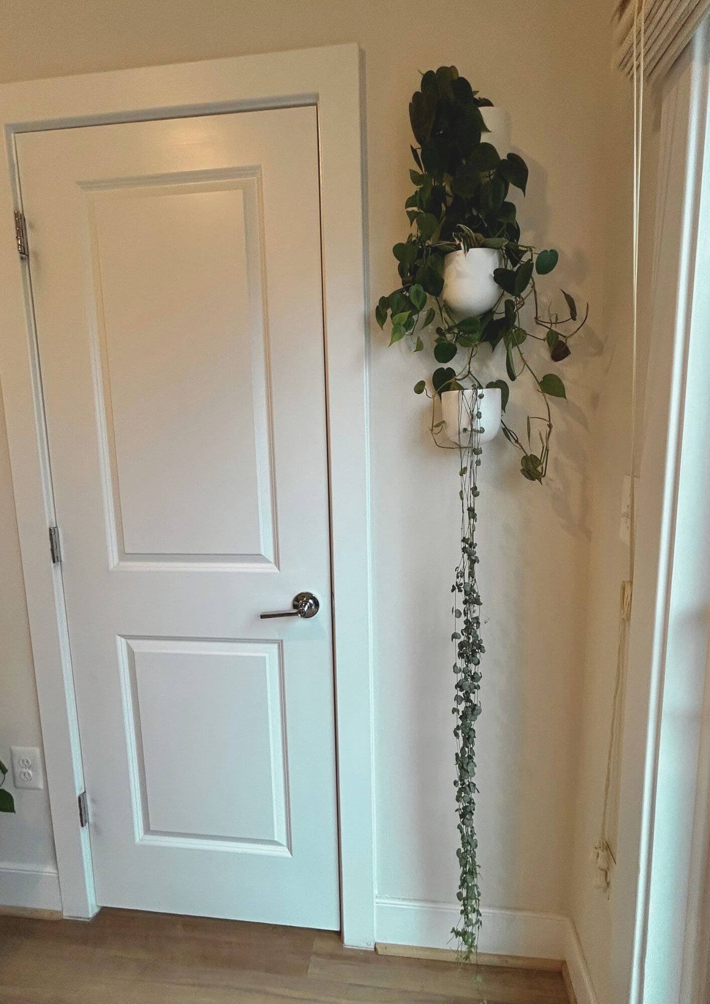 Three wall planters with philodendron, hoya and string of hearts in a bright corner