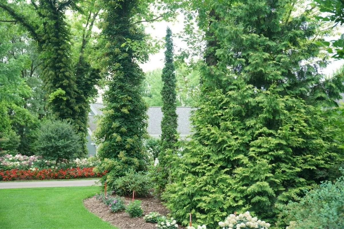 Sting arborvitae planted in a landscaped yard with lawn and garden beds