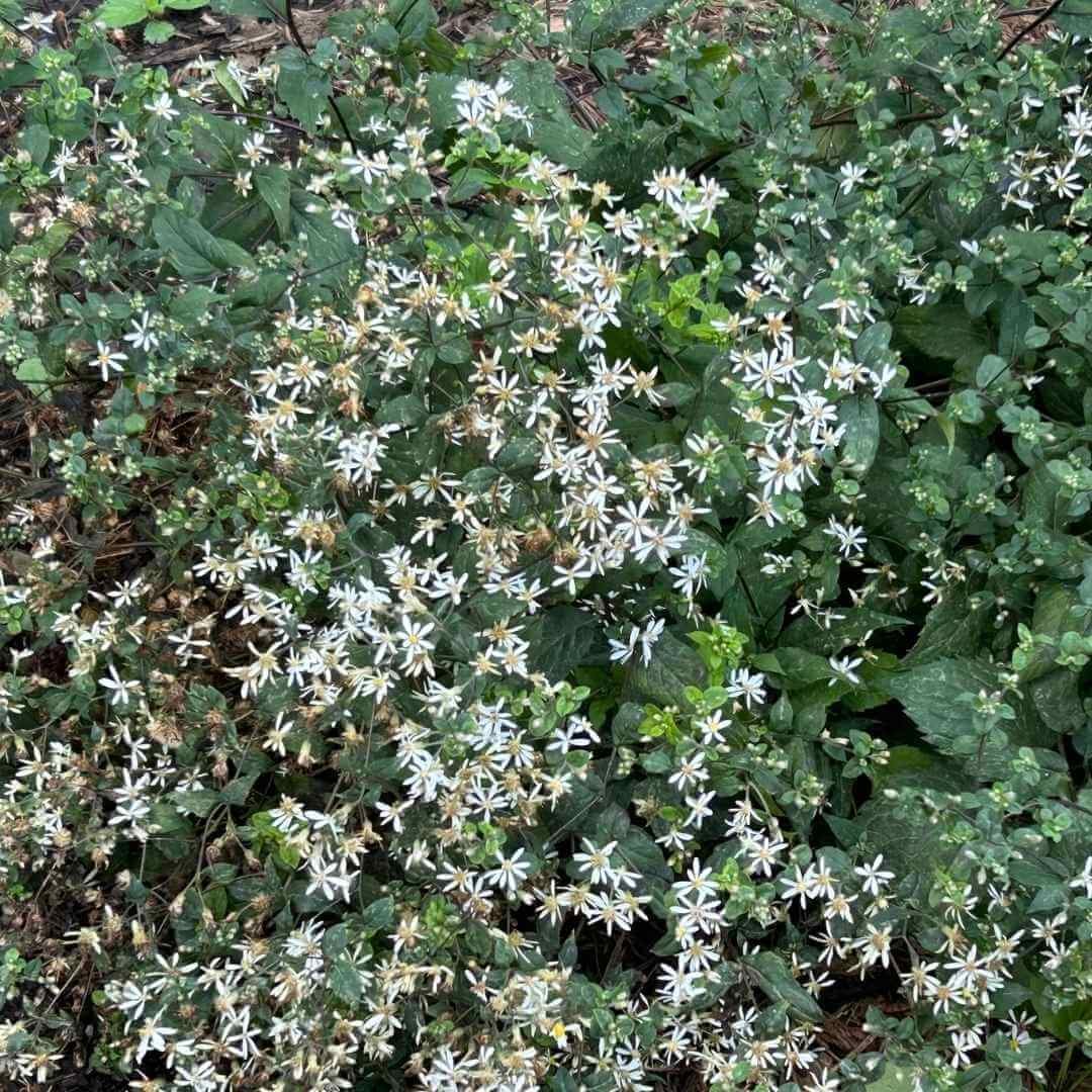 white wood aster shade plant with green leaves small white flowers