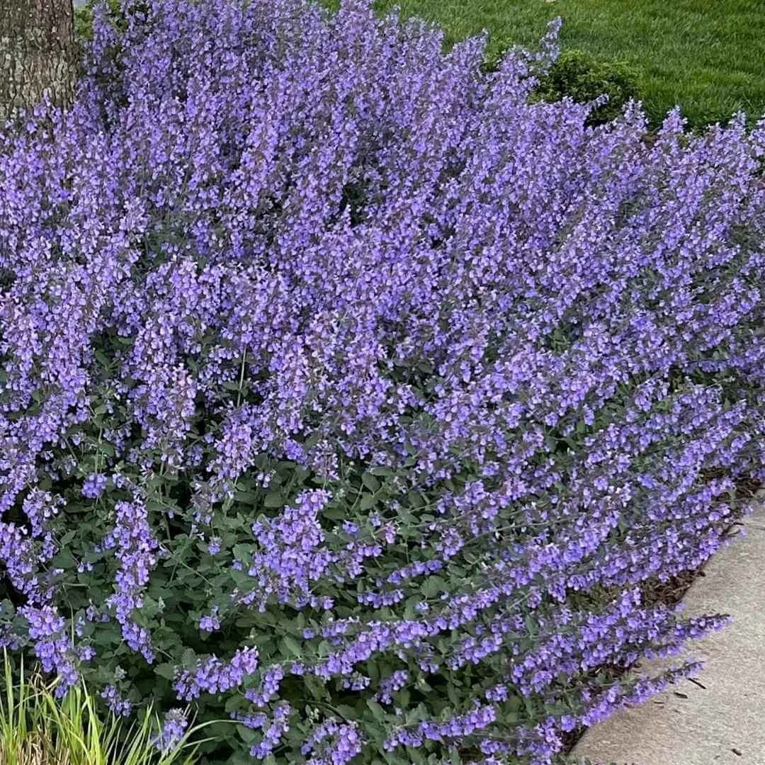 Catmint (Nepeta): Best Varieties, Growing Guide &amp; Landscape Ideas