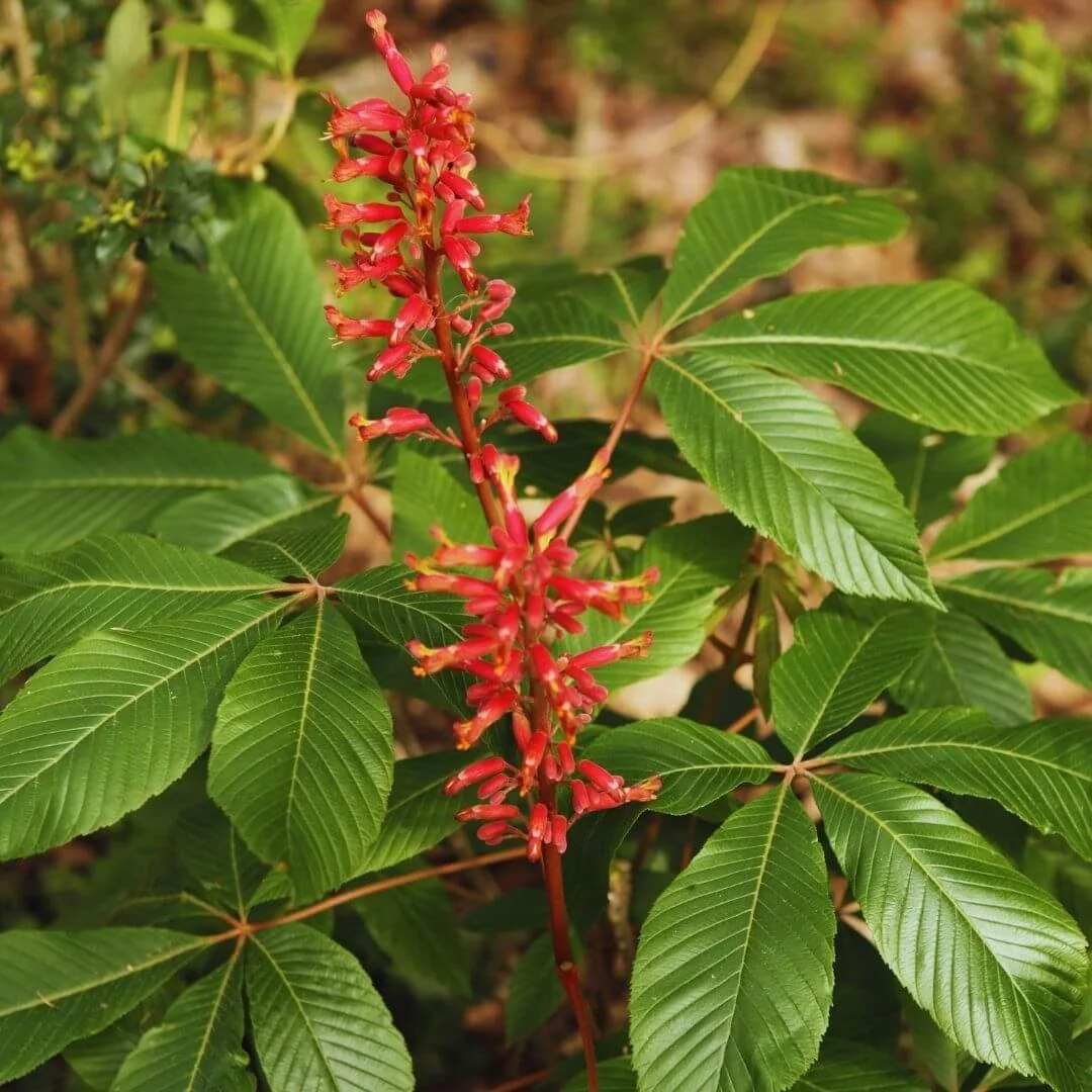 Closeup of hummingbird plant red buckeye tree with bright red spring flowers.