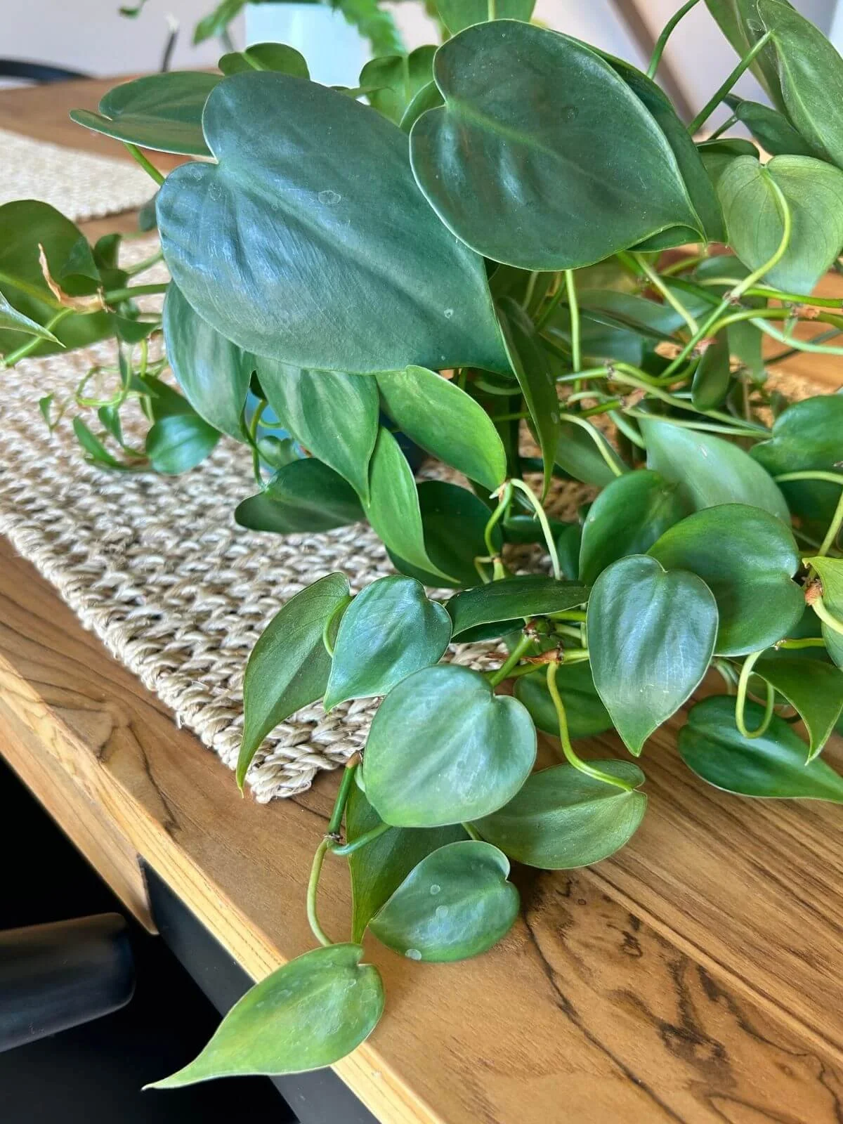 My heartleaf philodendron with a few large older leaves above a trailing cascade of smaller leaves