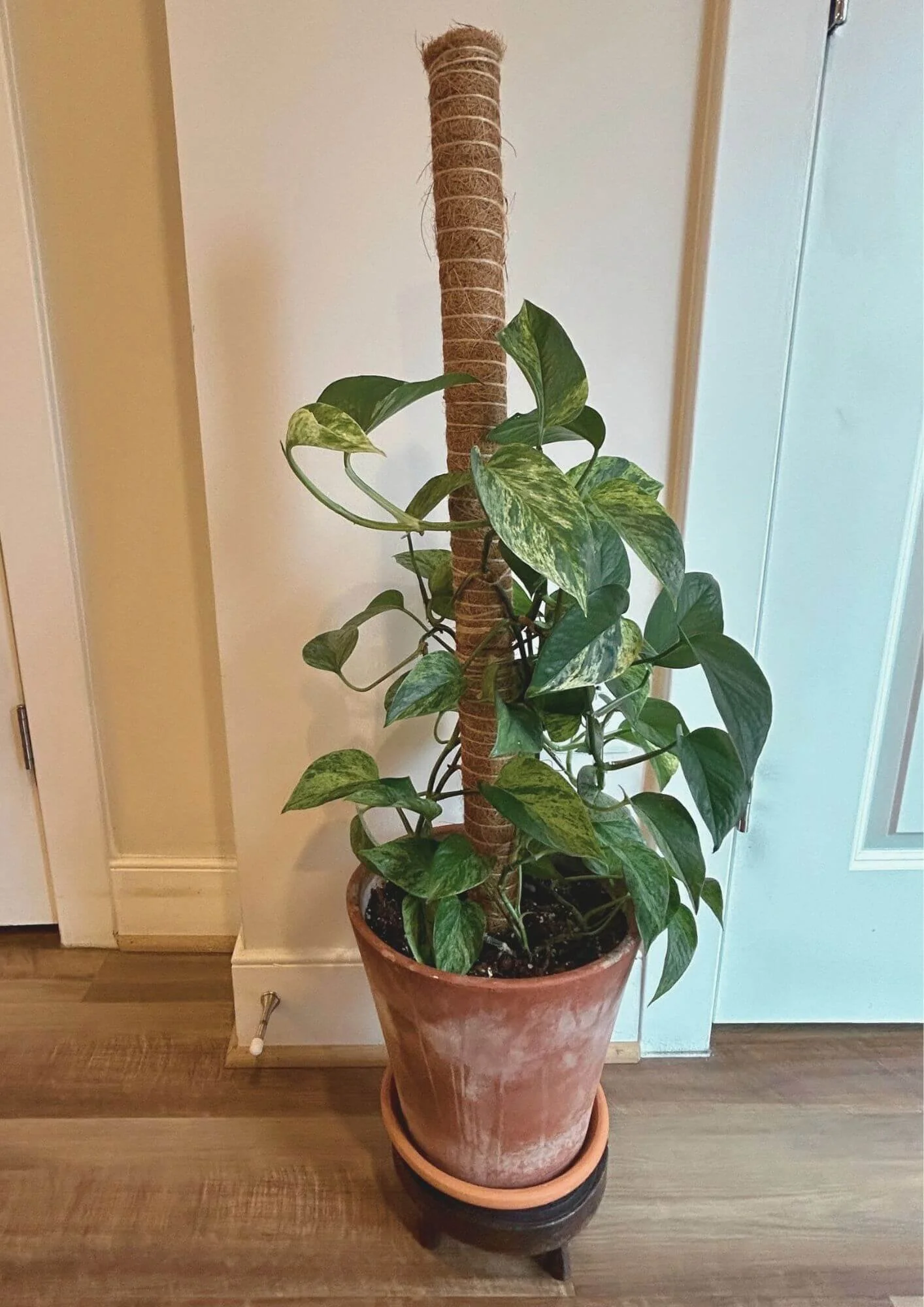 Silver Queen pothos climbing a coir pole in a terracotta pot