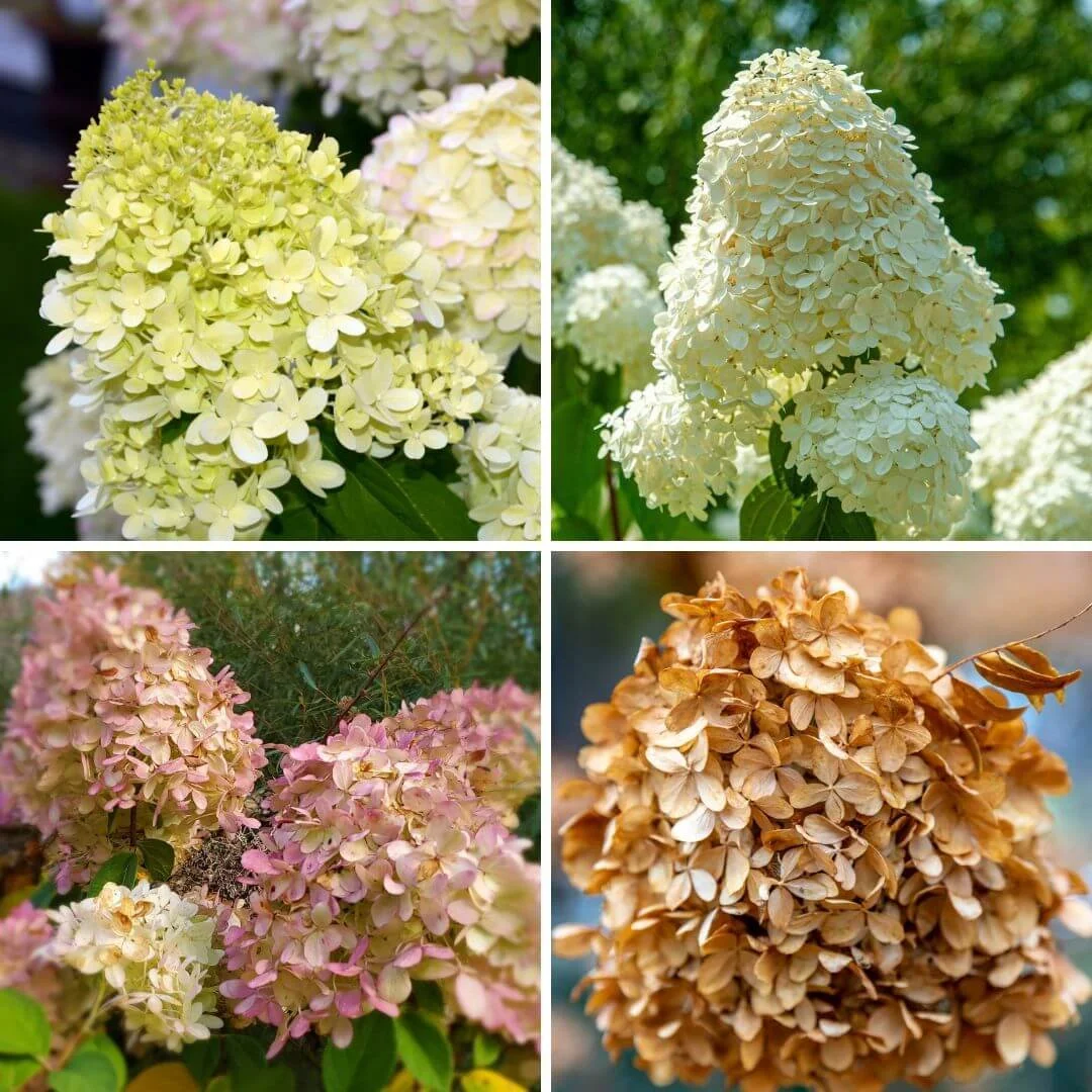 Collage of four closeup images showing Limelight hydrangea flower color progression from chartreuse green to creamy white to blush pink to dried brown