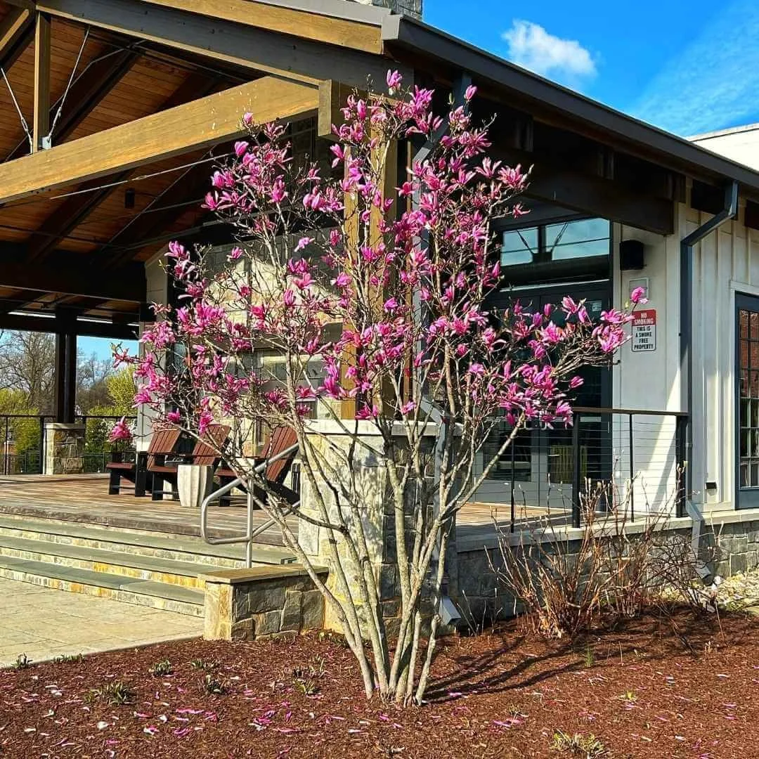 magnolia Jane tree with spring flowers planted in front yard by porch