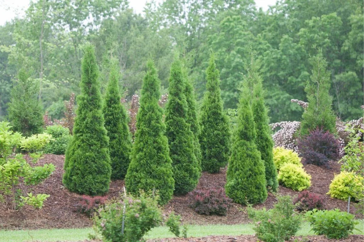North Pole arborvitae planted in a mulched garden bed surrounded by other evergreens