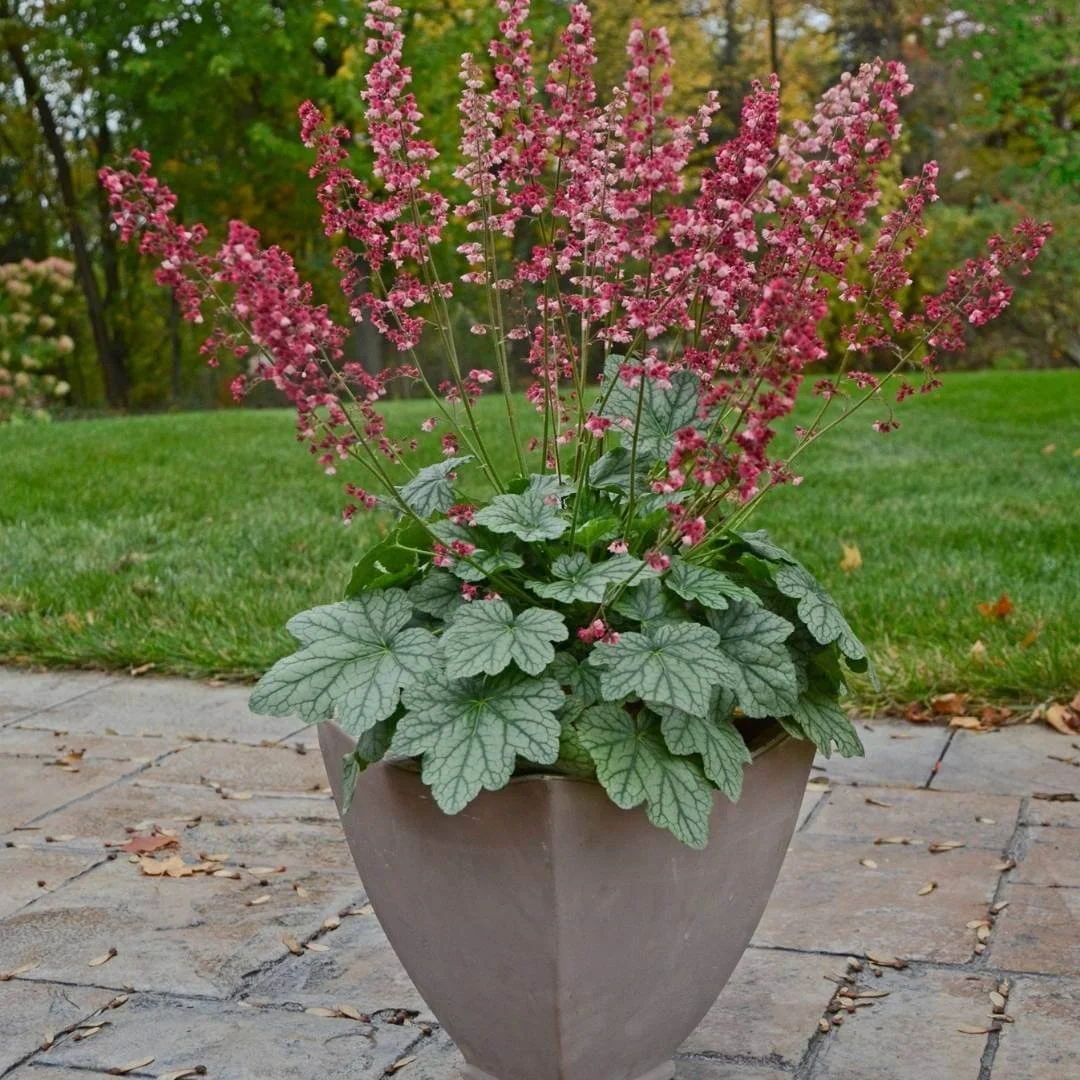timeless heuchera shade plant in tan pot on flagstone patio near lawn, woods