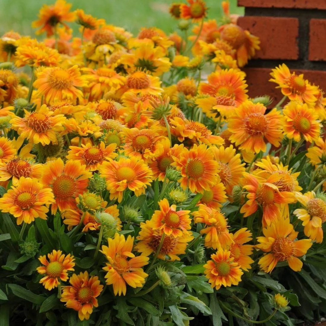 gaillardia perennial plants with orange flowers growing in garden next to brick wall