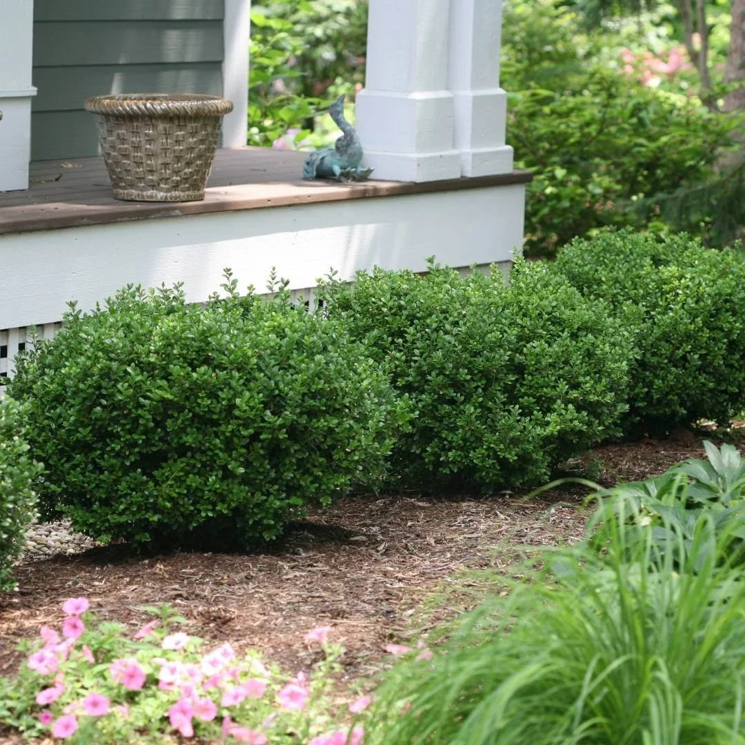 boxwood shrubs growing in shade garden bed under porch with petunias, grasses, plant pot, goose statue