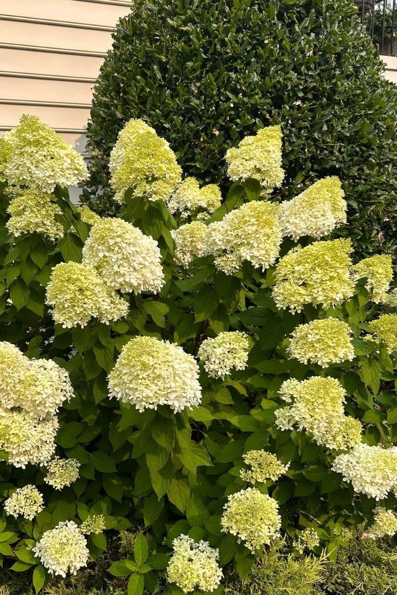 Limelight hydrangea planted as a foundation planting next to a large holly tree against a house