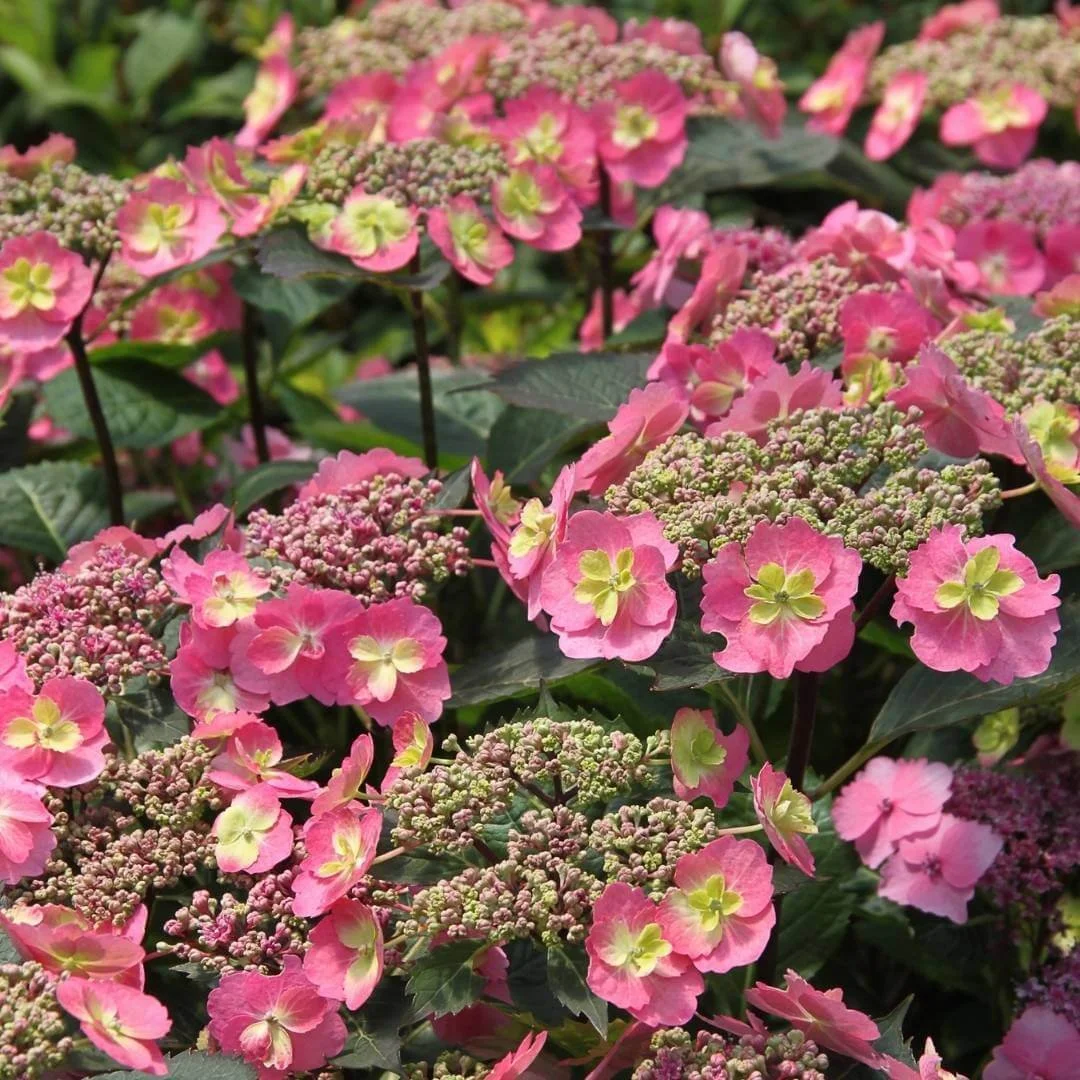 Closeup of Tuff Stuff mountain hydrangea pink lacecap flowers with fertile center florets and outer sterile flowers