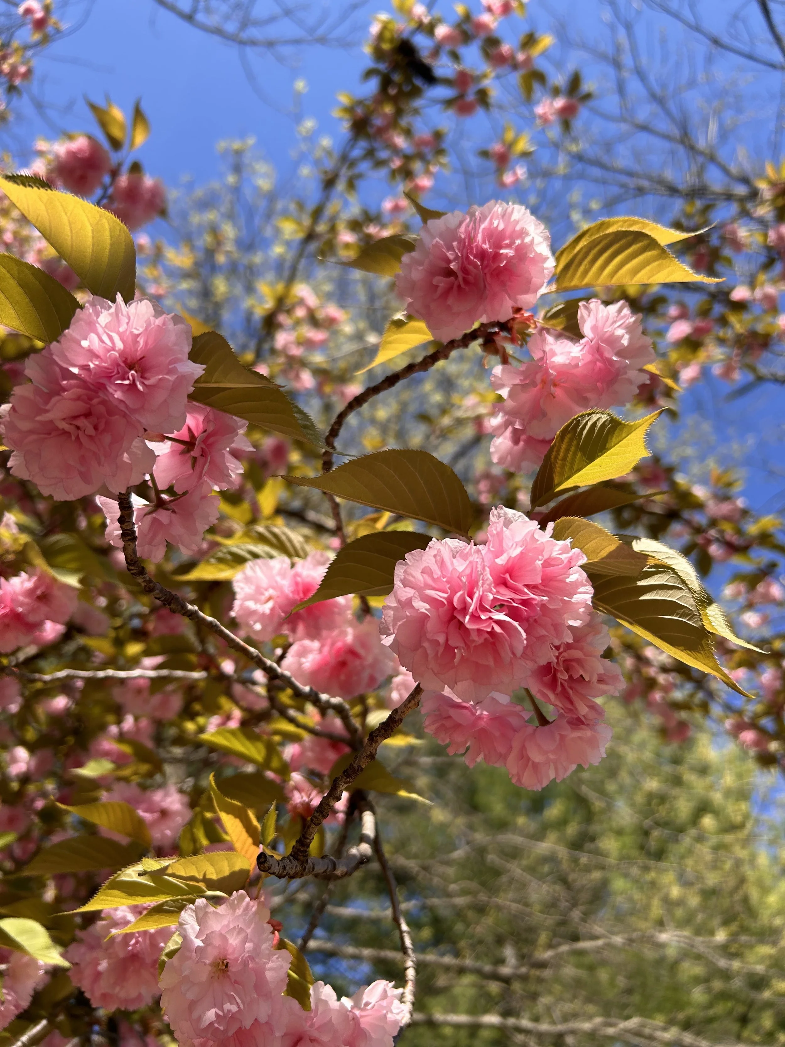 Kwanzan Cherry Tree (Prunus serrulata 'Kanzan') — Plant and Bloom
