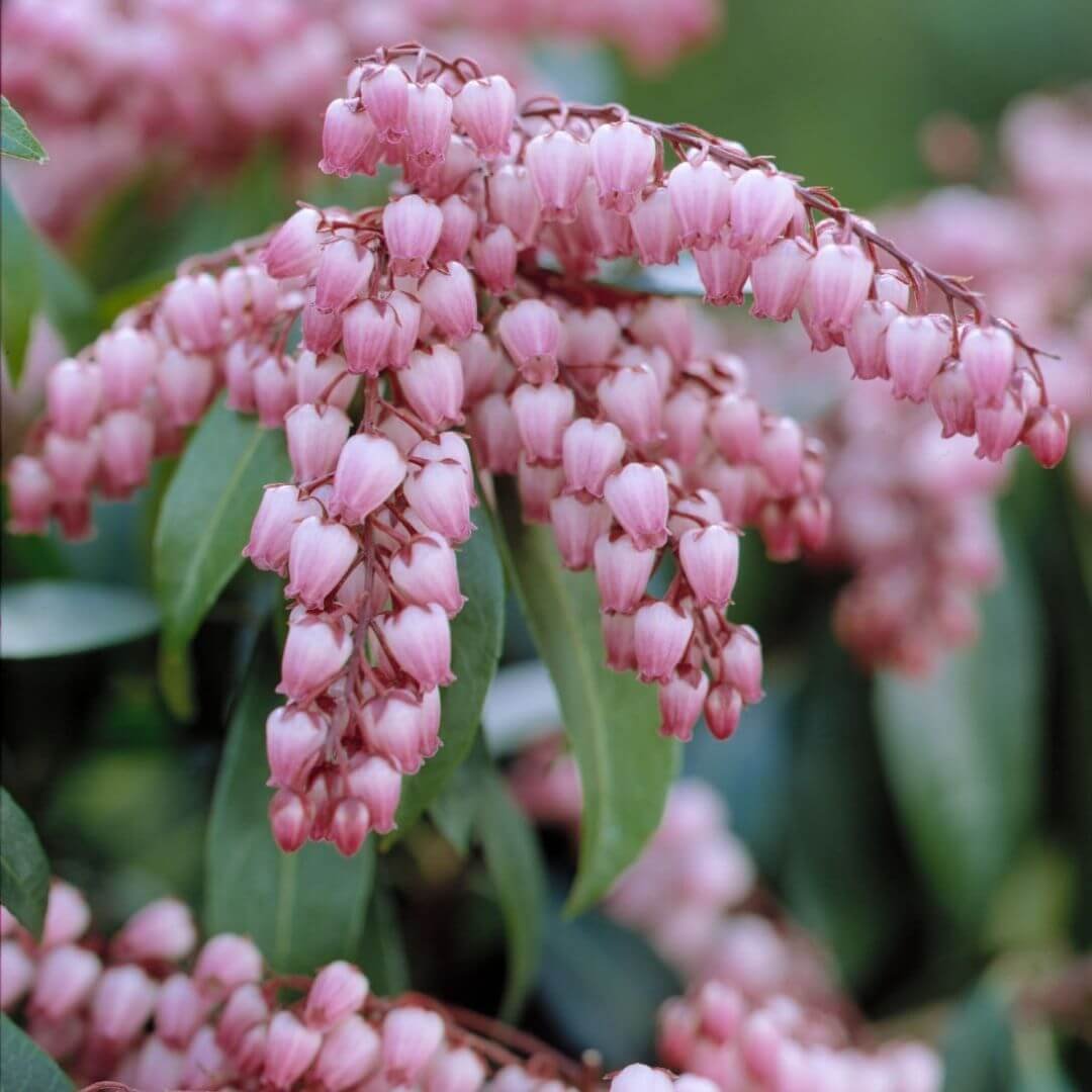 Closeup of Katsura Pieris drooping pink flower clusters in bloom